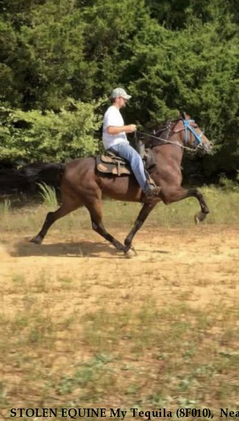  STOLEN EQUINE My Tequila (8F010),  Near Hickory Valley, TN, 38042